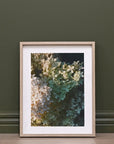 Framed Wall Art - Hydrangeas May Time