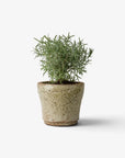 Celadon Herb Planter