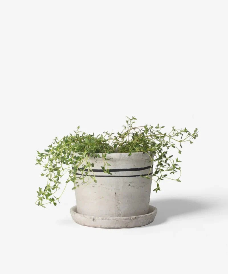 Lisbon Herb Pot