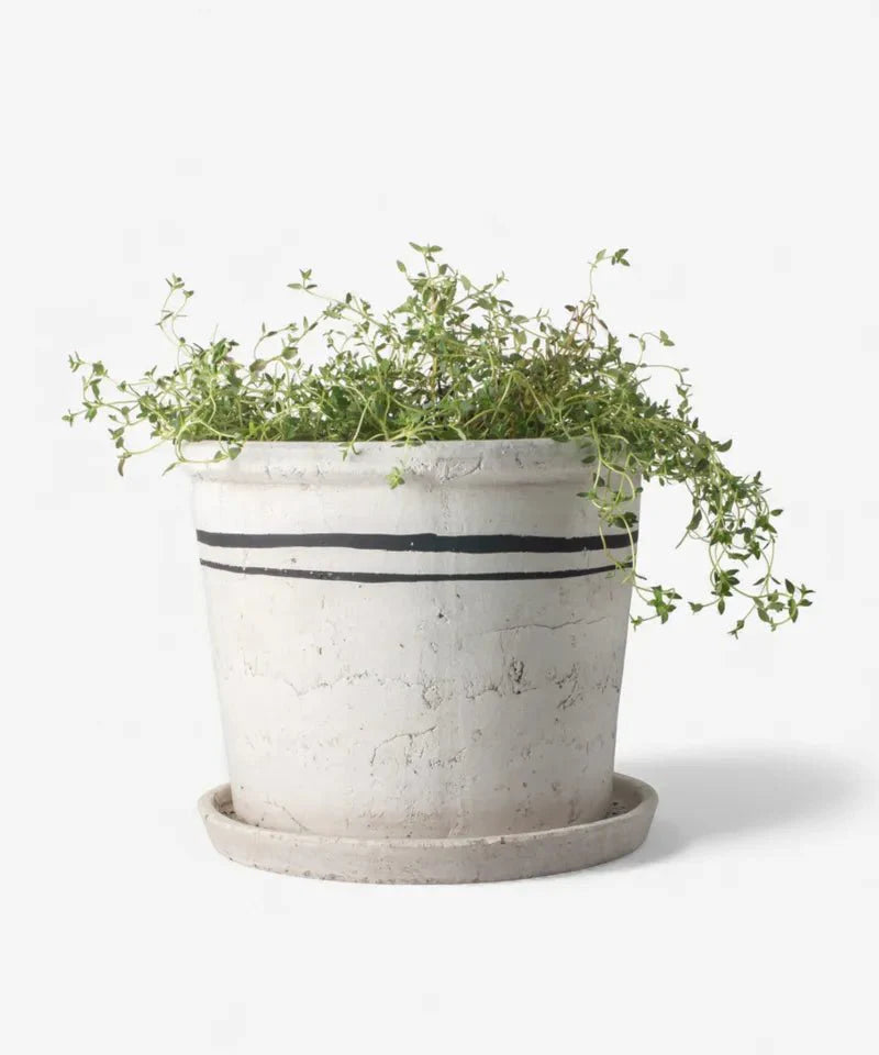 Lisbon Herb Pot