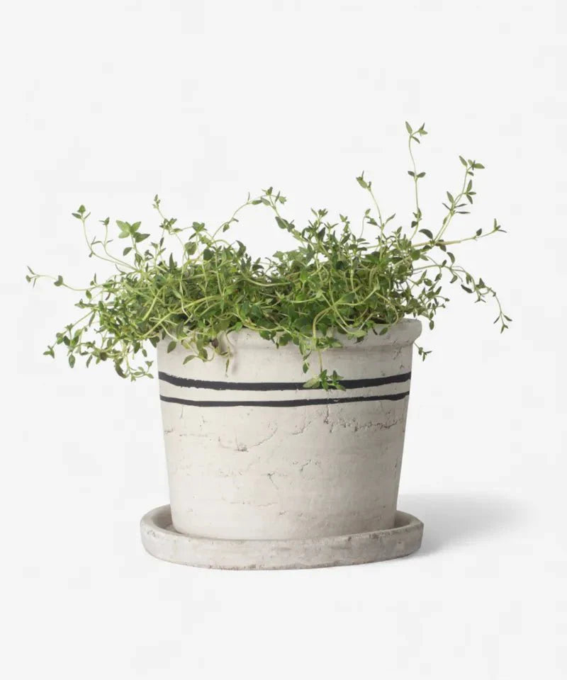 Lisbon Herb Pot
